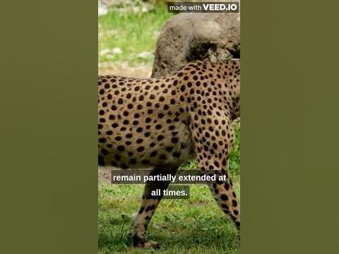 Cheetahs have non-retractable claws #youtube #video #viral #trending # ...
