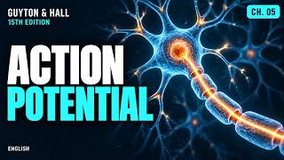 Chapter 5: Membrane Potentials and Action Potentials | Medical Physiology — Guyton & Hall 15th Ed.