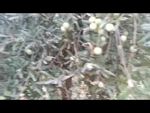 شجرة زيتون صنف خستاوي