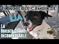 El caso de Lía, la border collie incontrolable | Borja Capponi Academy