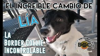 El caso de Lía, la border collie incontrolable | Borja Capponi Academy