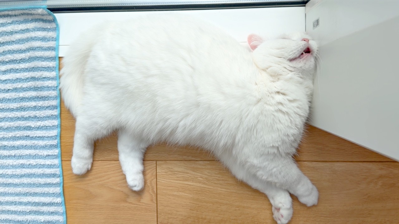 Pomu's Snoring Was So Loud It Was Practically a Noise Complaint