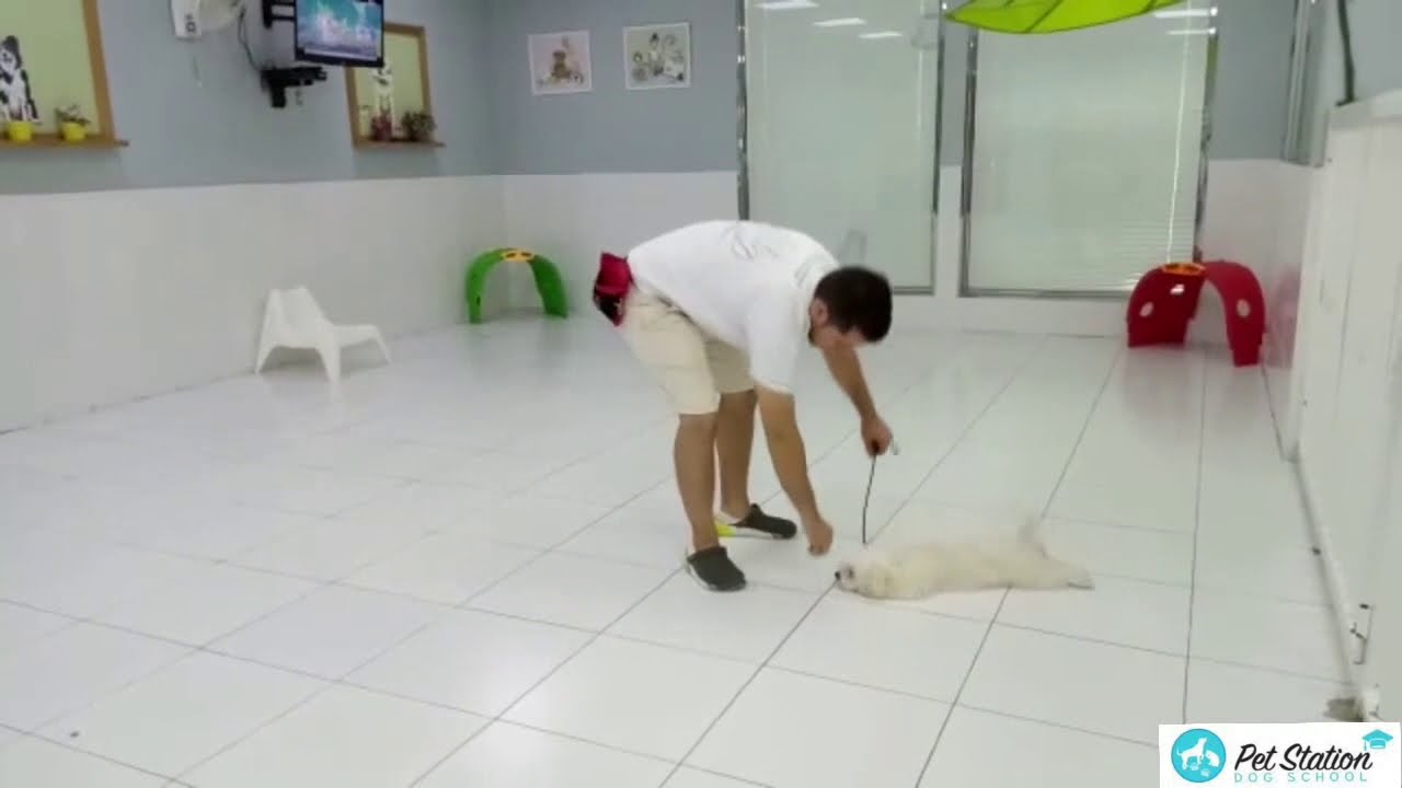 Dog Training Dubai YouTube