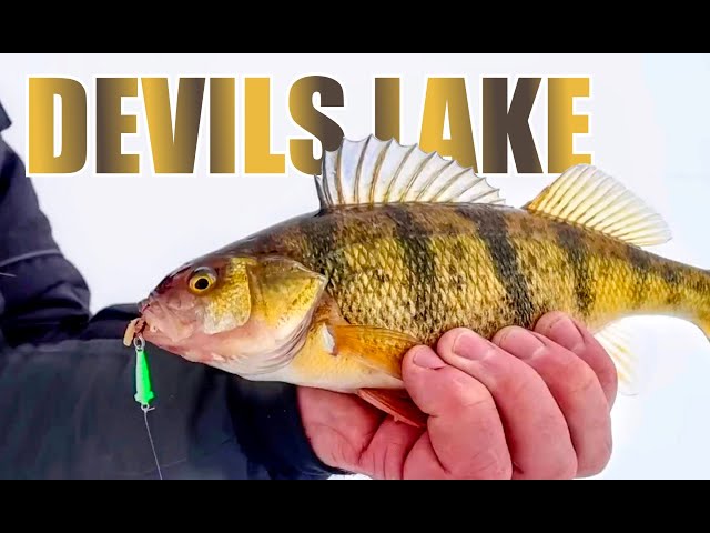 Devils Lake Perch: How to Catch More & Bigger (Ice Fishing) 