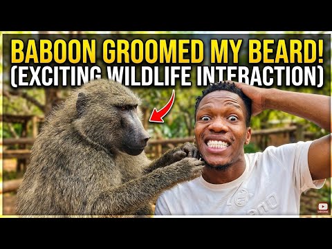 Baboon beard grooming human, Why do Baboons groom human beard ?