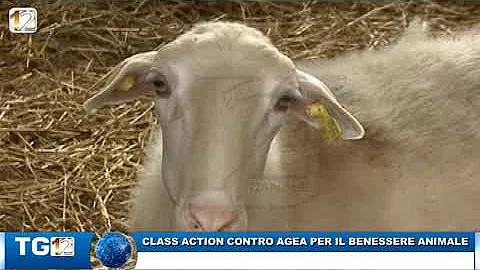 Quando avvengono i pagamenti Agea?