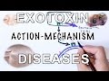 Mechanism of Exotoxin | Pathogens & Diseases