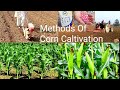 Methods Of Corn Caltivation | Maize Growing Methods