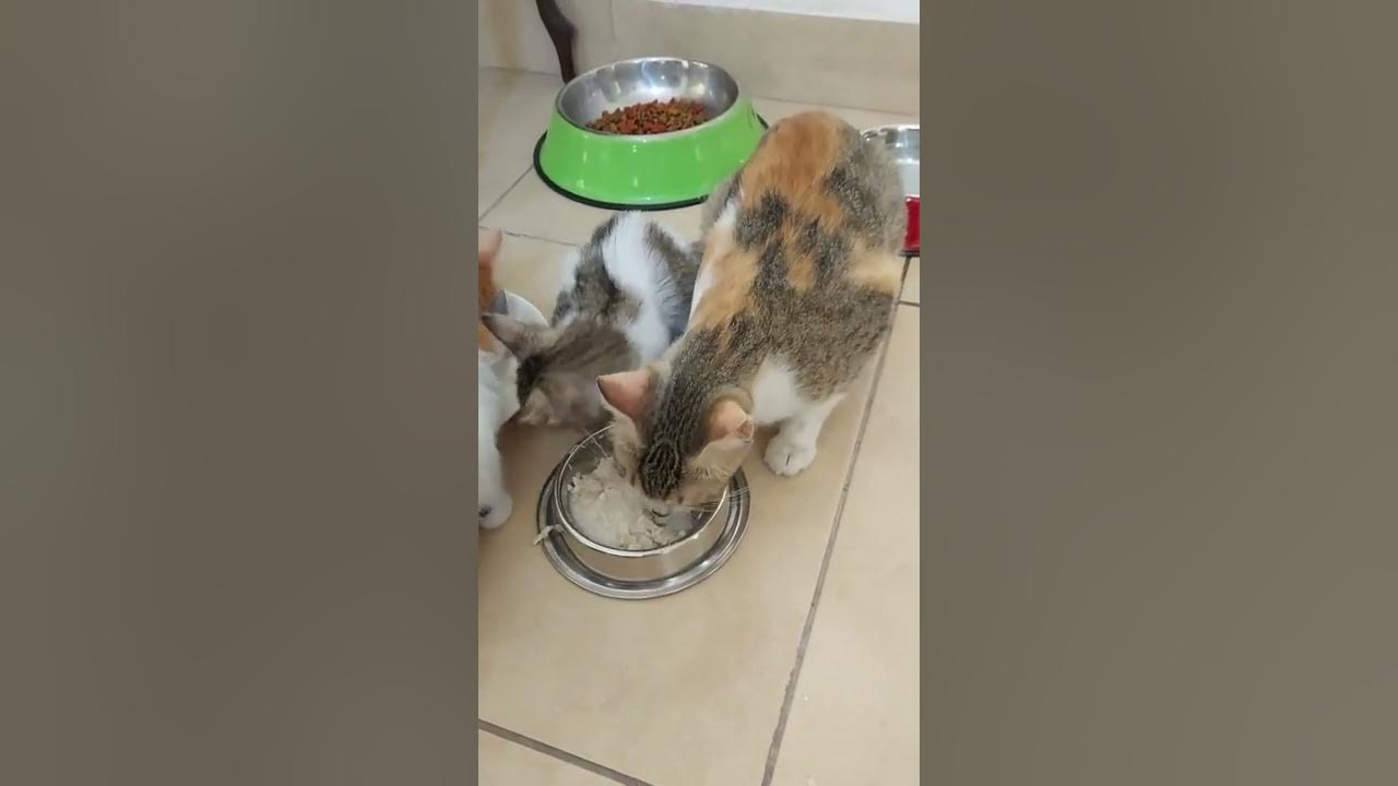 Feeding boiled chicken for my cats lunch,they're all hungry finished