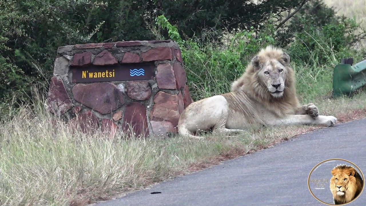 2024’s Recent Lion Sightings in Kruger Park – Video