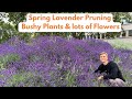 Pruning lavender in spring with lavender plant care  how to prune properly for maximum flowers
