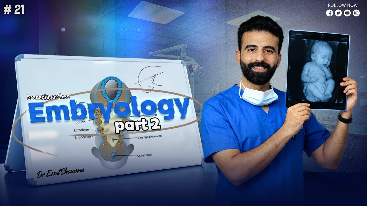 embryology 2 
