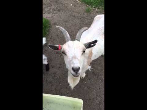Funny Goat with a Sore Throat 😂
