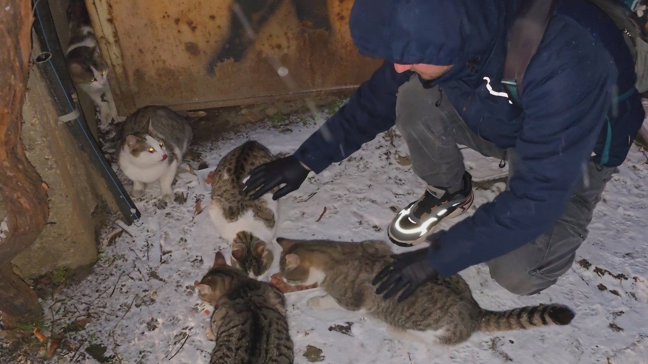 They Live in an Abandoned Barn… How This Family of Cats Survived Harsh Winter Frosts ❄️🐾