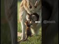 A Kangaroo’s Gentle Friend |  “袋鼠的温柔朋友” | El tierno amigo del canguro