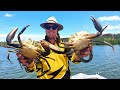 CHRISTMAS CRABBING - Big tides brought in some BIG mud crabs on this Campsie crabbing adventure!