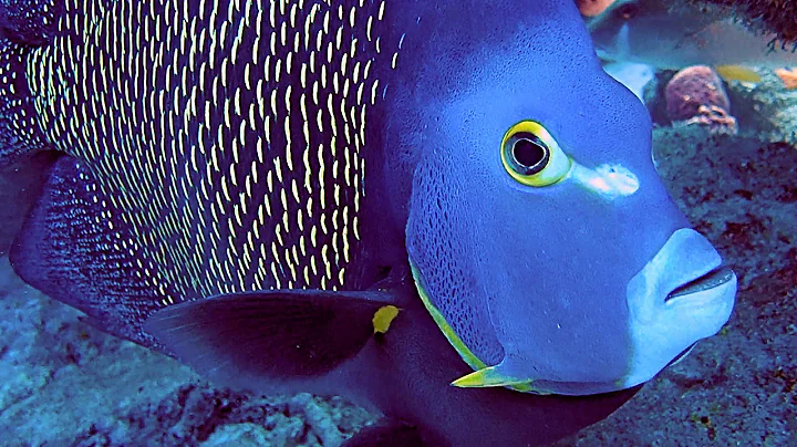 Best Of Bonaire HD - 24 Boat, Shore & Wreck Scuba ...
