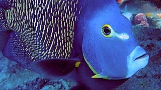 Best Of Bonaire HD - 24 Boat, Shore & Wreck Scuba Dives - Macro, Wide Angle Fish & Creatures #2.