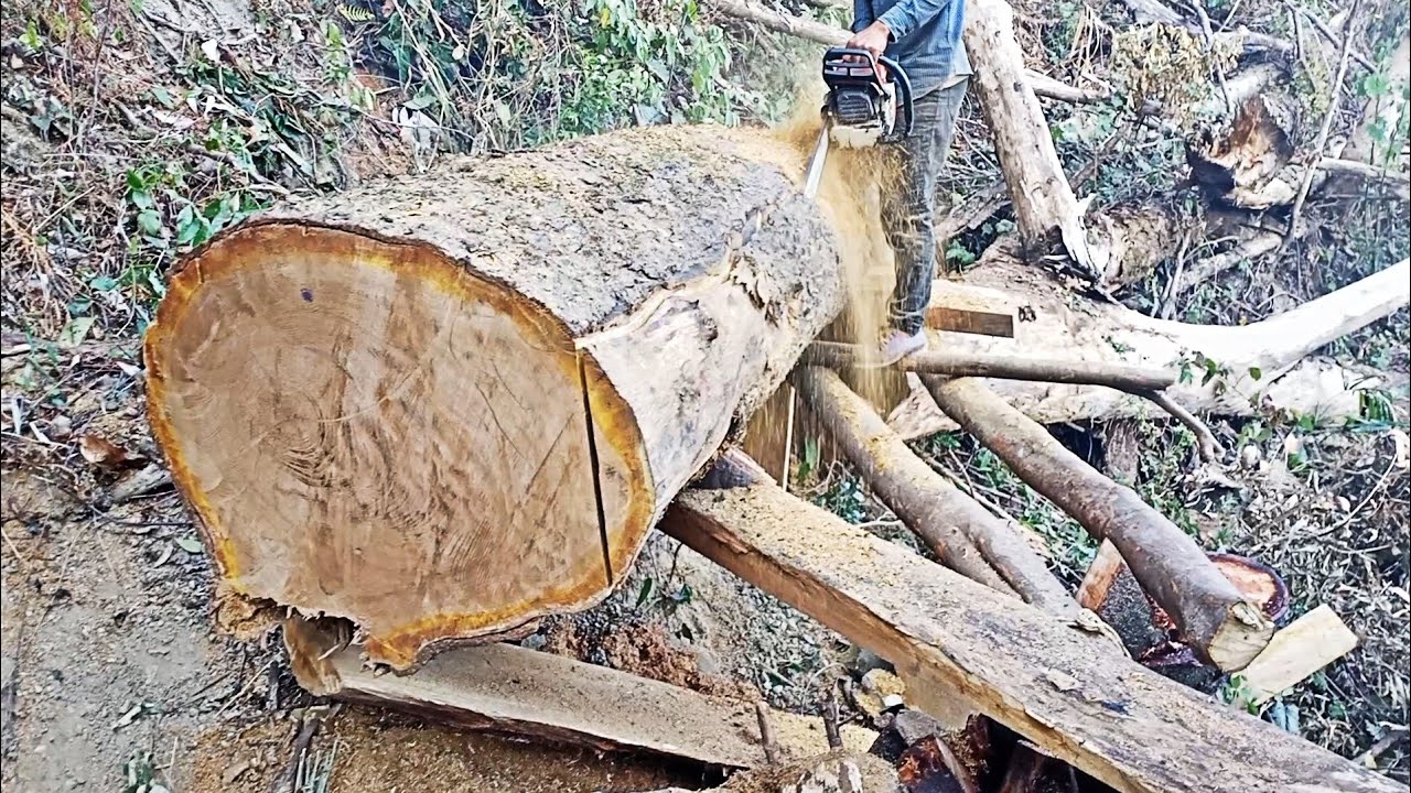 Teak Tree Cutting For Block Size By Fastest Stihl Machine Chainsaw ...