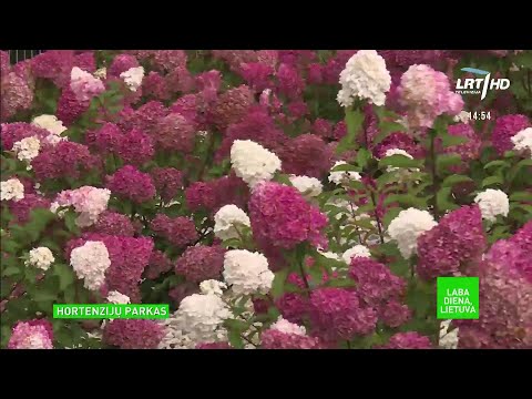 Video: Didelialapių Hortenzijų Auginimo Taisyklės. Sodinti Ir Palikti. Žiemoti. Nuotrauka