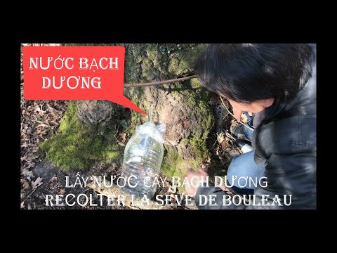 Video: Lợi ích Của Nhựa Cây Bạch Dương