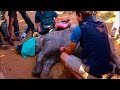 Saving a Baby Rhino with CPR