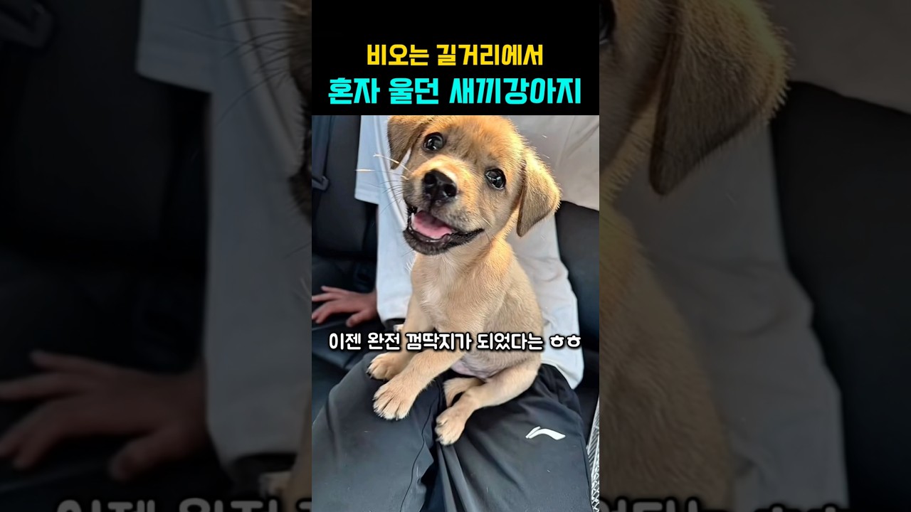 비 오는 길가에서 엄마 찾아 혼자 울고 있던 새끼 강아지 #강아지 #댕댕이 #유기견