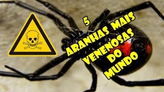 5 ARANHAS MAIS VENENOSAS DO MUNDO