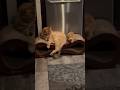 Goobie the Maine Coon kitten with Goobie Jr the feral rescue #mainecoon #mainecoonkittens #cat #cats