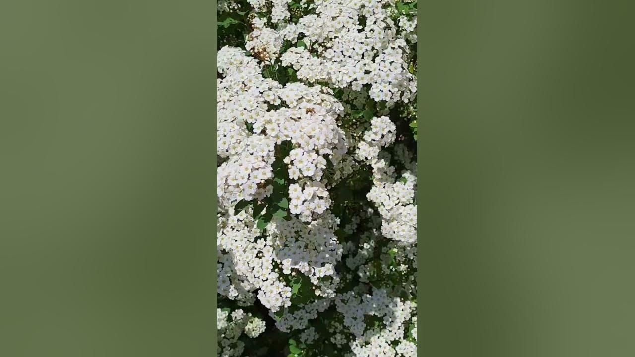 НЕВЕРОЯТНЫЙ КУСТАРНИК Спирея Вангутта #plants - YouTube