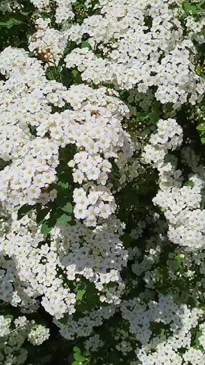 НЕВЕРОЯТНЫЙ КУСТАРНИК Спирея Вангутта #plants - YouTube