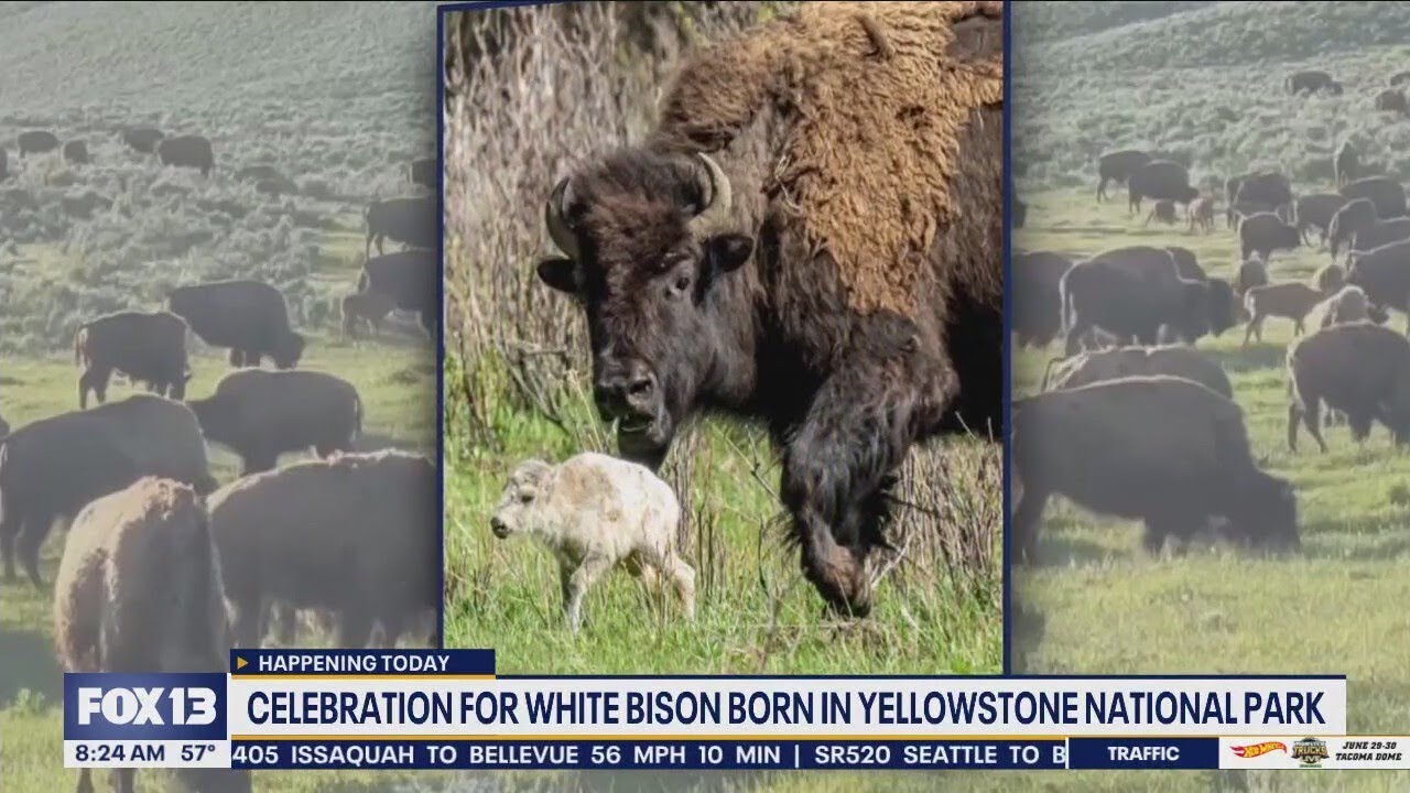 Celebration for white bison born in Yellowstone - YouTube