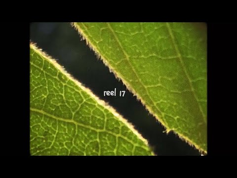 reel 17