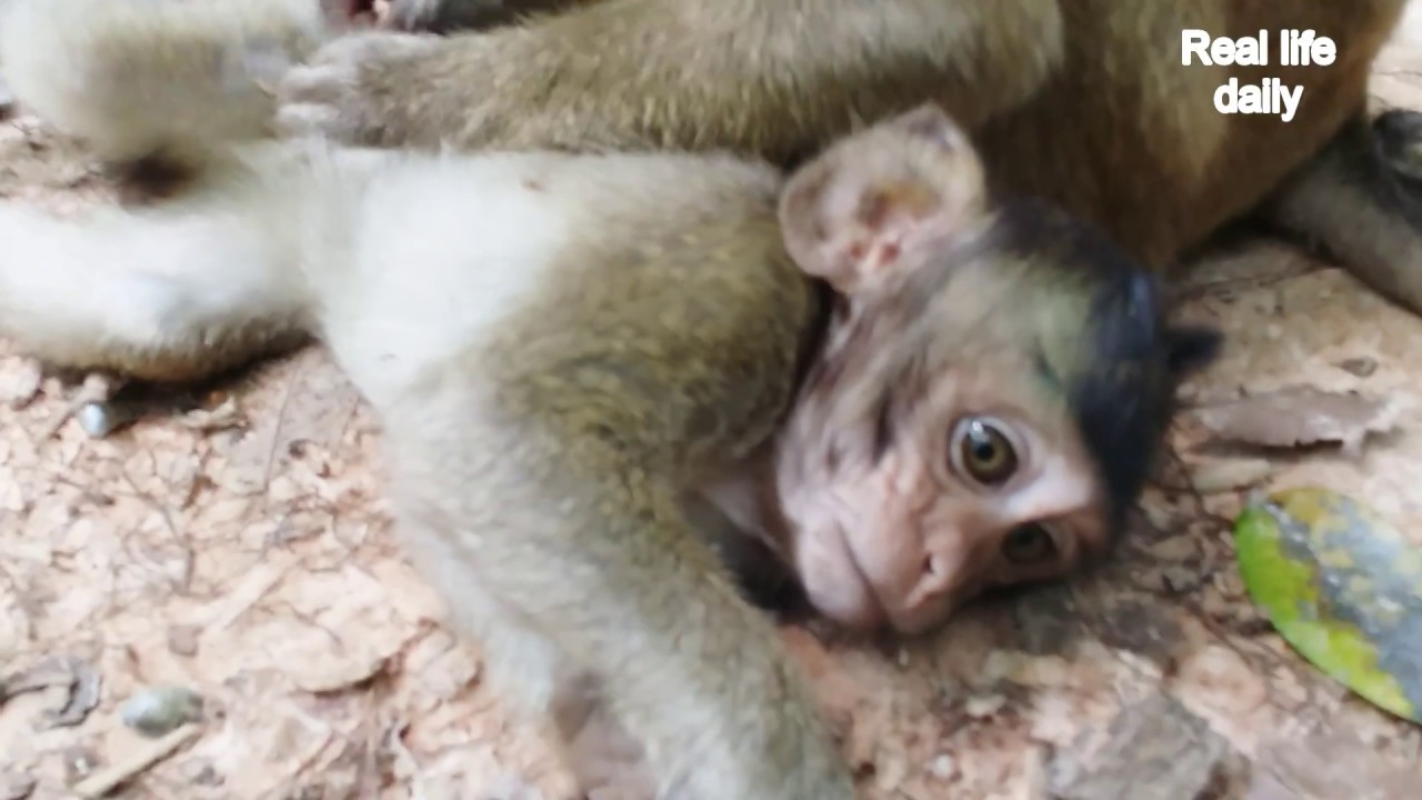 Monkey drag Babies monkey, funny monkey attack | Part 80