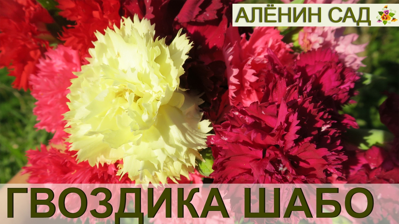 ⁣ГВОЗДИКА Шабо. 2. Высадка и ЦВЕТЕНИЕ // Carnation. 2. Planting and flowering