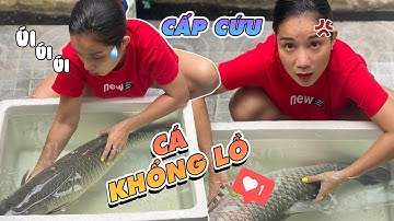 Cát Tường CẤP  CỨU cá “ Khổng Lồ “ | Diễn Viên Nguyễn Trí Cát Tường