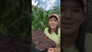 Best way to grow squash and zucchini #sowingseed #zucchini #squash #pumpkin #vegetablegarden #garden