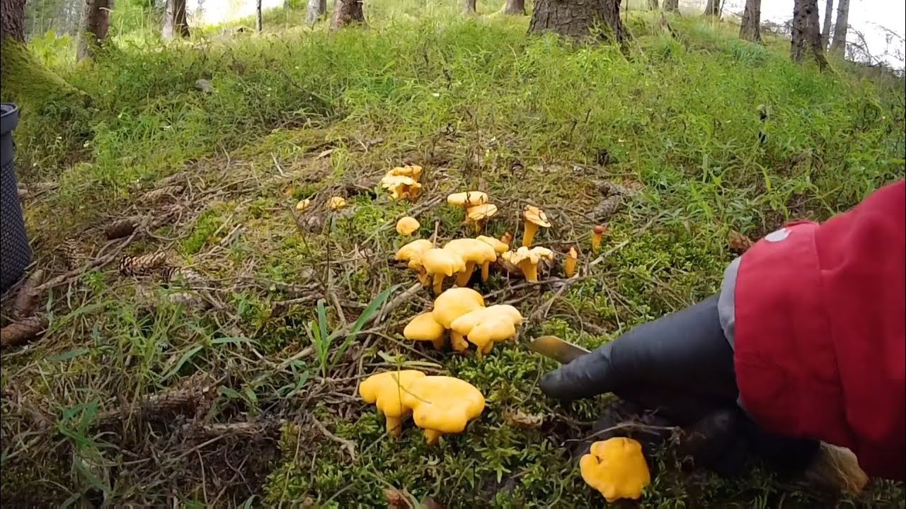 15/8/2025 เก็บเห็ดวันหยุด EP3/3 เจอเห็ดสวยๆเยอะเลย