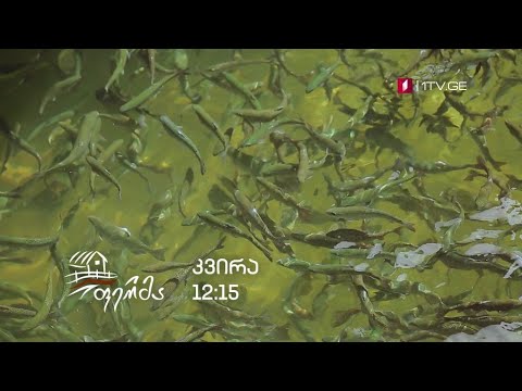 „ფერმა“ - 22 დეკემბერს, 12:15