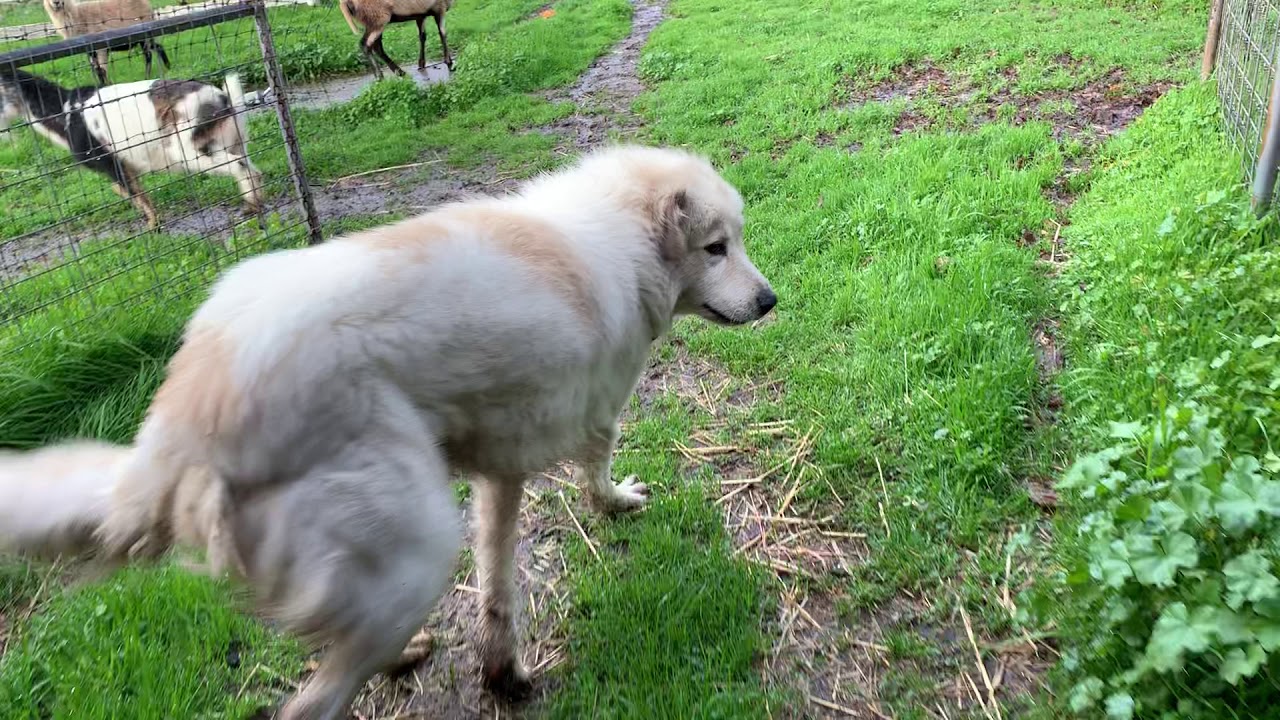 Gover the Livestock Guard Dog hides some treasure