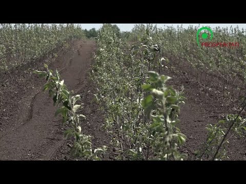 Többéves ültetvények, Királyhalom (1) videó 