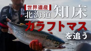 【カラフトマス】激戦必至世界遺産・知床で人気ターゲットをねらう