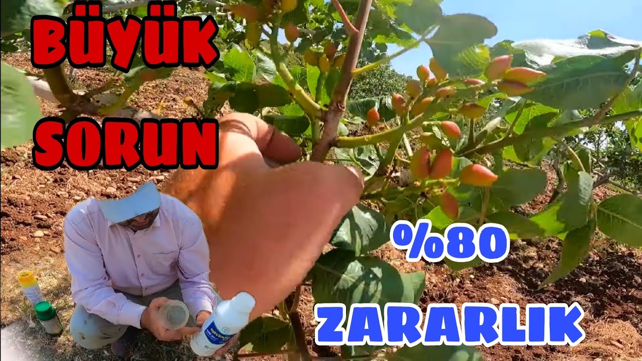 ANTEP FISTIĞINDA BÜYÜK ZARAR... İLK İLACLAMAYI YAPTIK... NEDEN BÖYLE OLDU???