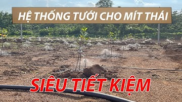 HỆ THỐNG BÉC TƯỚI GỐC, BÉC TƯỚI TIẾT KIỆM CHO MÍT THÁI