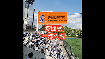 オイシックス新潟アルビレックス ベースボール クラブの球団歌 一球入魂 Shorts 20240607 横須賀ｽﾀｼﾞｱﾑ ｲｰｽﾀﾝ ﾘｰｸﾞ 2軍戦 ｽｶｽﾀ 