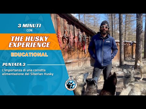 #TheHuskyExperience​​·Educational: Puntata n°3 · L&rsquo;alimentazione