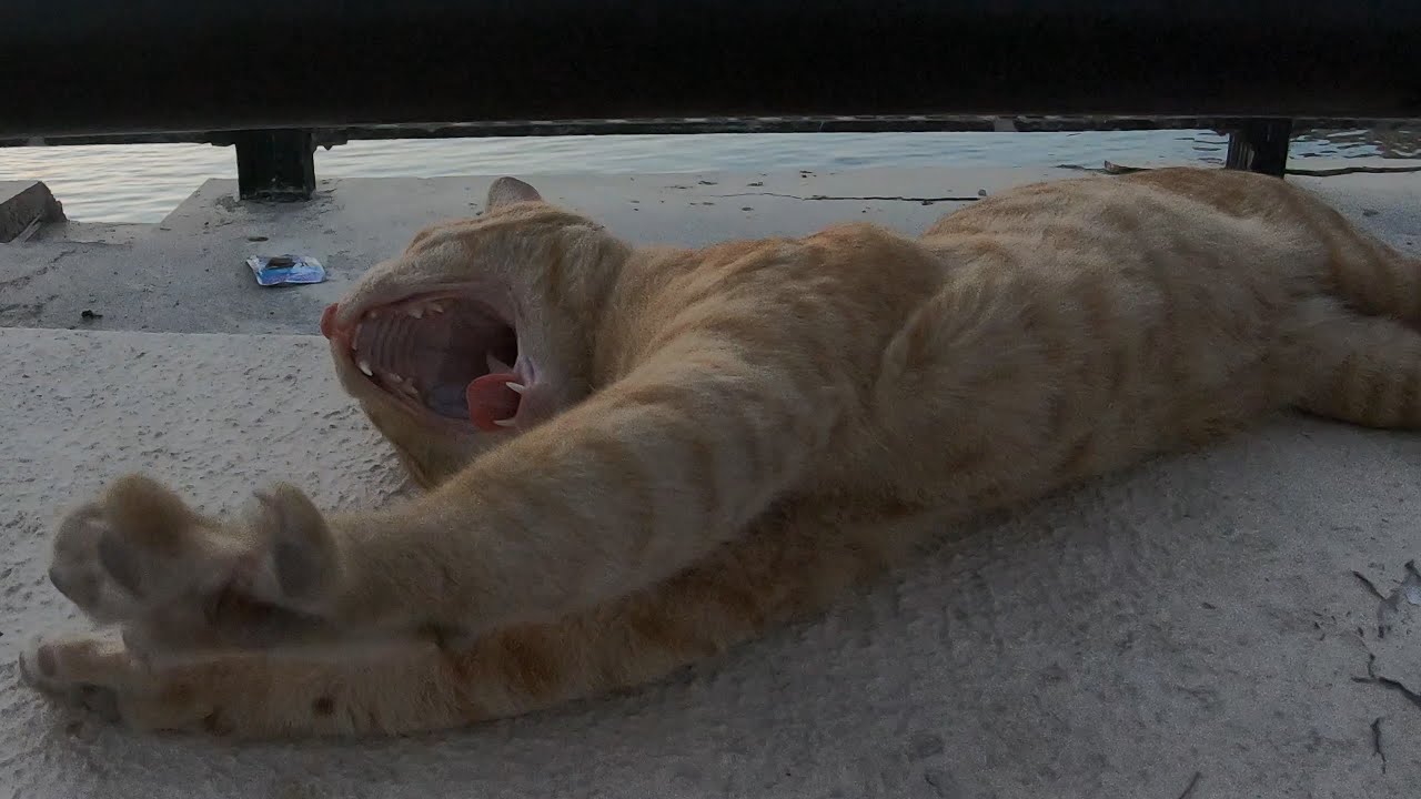 Homeless cats in Ras Al Khaimah, UAE #cat #cats #viral #emirates #UAE # ...