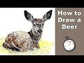 How to Draw a Deer in Pen and Ink Time Lapse