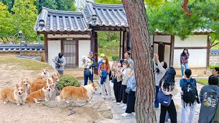 (Sub) 8 Joseon Corgis visited Dream Forest in a time machine [Seoul outing EP.6]