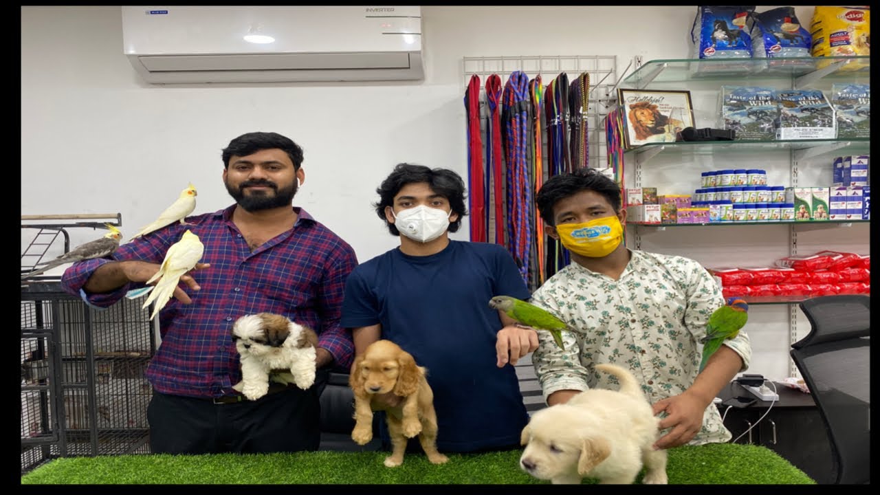 Exotic dogs and birds for sale at Danny kennels and exotic pets